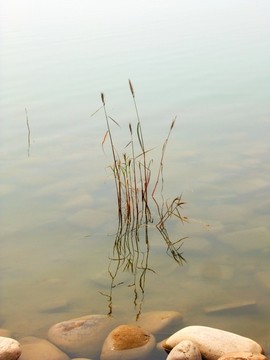 芦苇水草