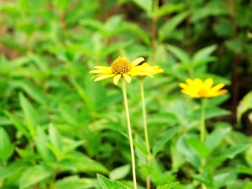 野菊花