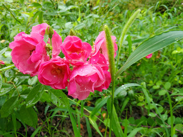 蔷薇花