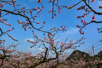 春暖花开