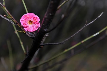 红梅花