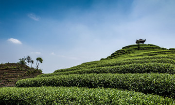 茶园