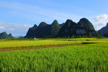 湿地水稻