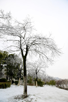 雪地树