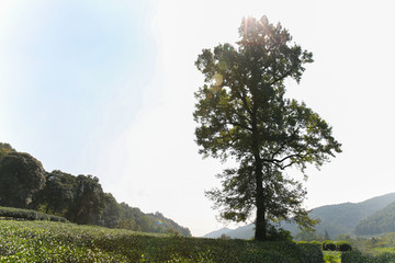 茶园树