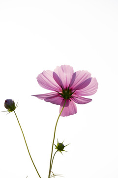 紫菊