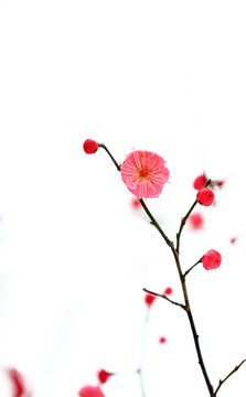 梅花