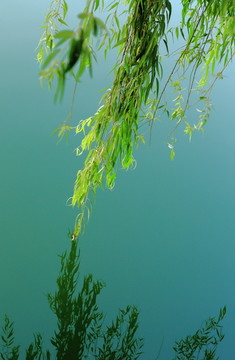 垂柳