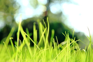 青苗