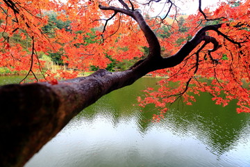 庐山红叶