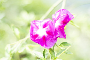 牵牛花