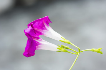 牵牛花