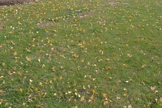 落叶草地