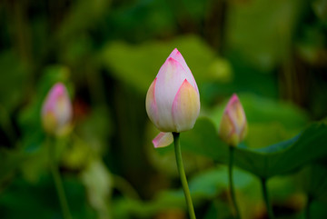 三朵荷花花苞