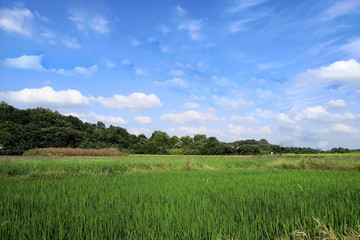 稻田稻谷