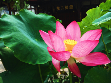 荷花