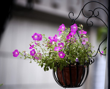 植物花卉