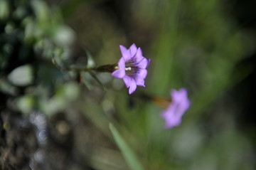 植物花卉