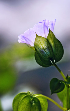 植物花卉