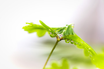 植物花卉