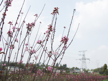 樱花