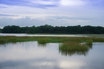 湿地