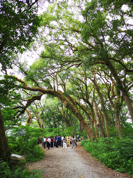 古樟树林旅游