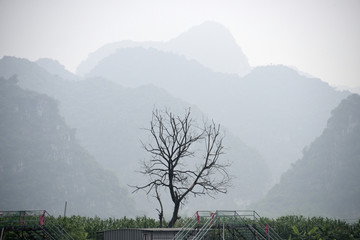 枯树