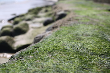 海边海藻
