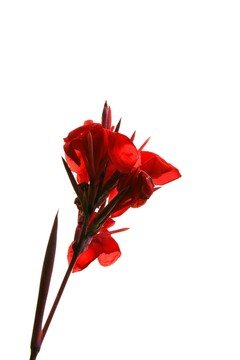 喇叭花