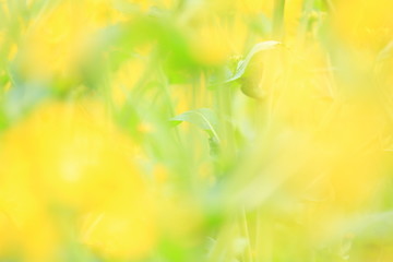 油菜花