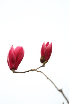 紫玉兰