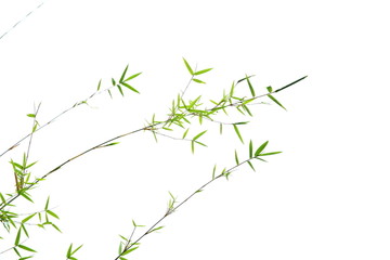 翠竹