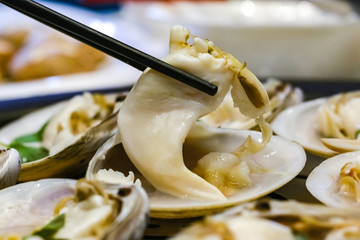 贵妃蚌