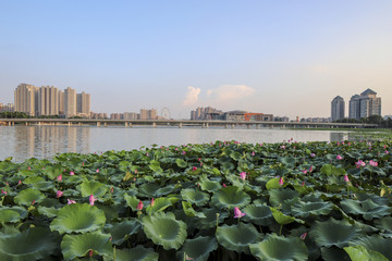 扬州明月湖