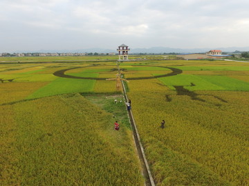 花山田园