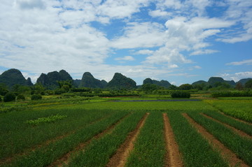 苗木基地