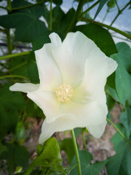 棉花