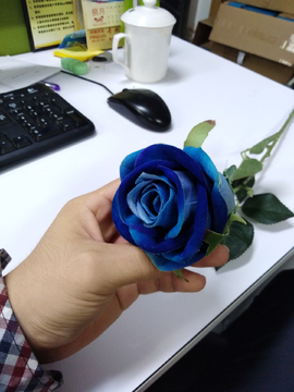 蓝玫瑰 玫瑰花 花朵 花