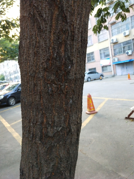 树杆
