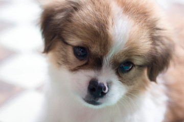蝴蝶犬
