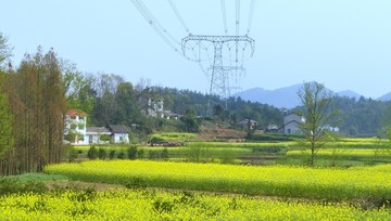油菜花开