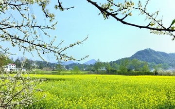 油菜花开