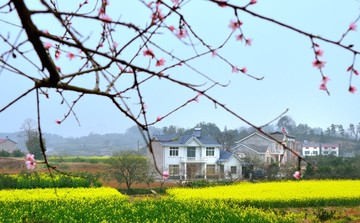 油菜花开