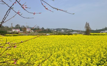 油菜花开