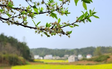 油菜花开