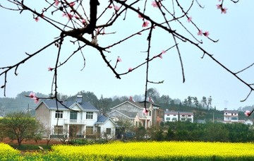 油菜花开
