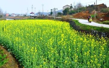 油菜花开