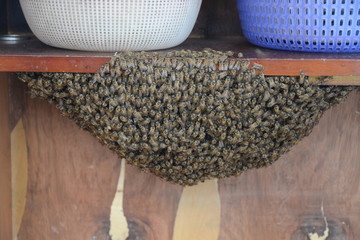 蜂群