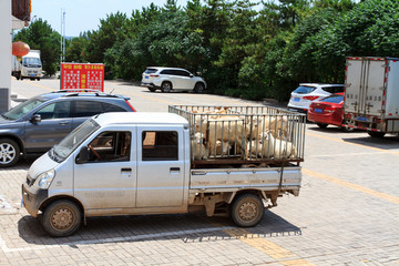 拉羊的小货车